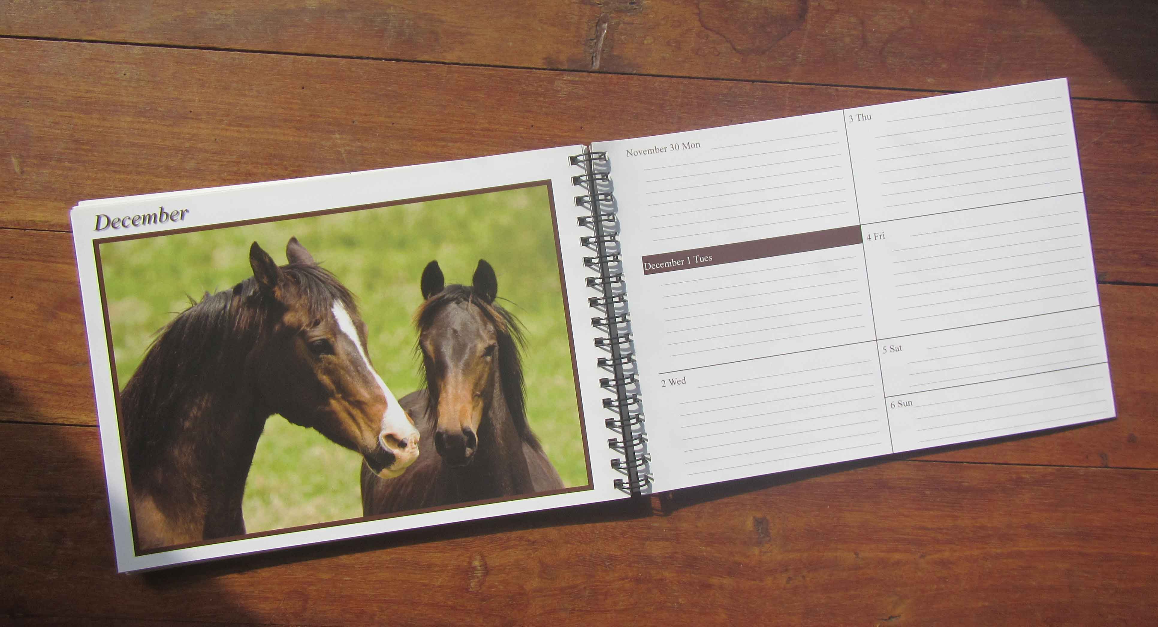 Horse Diary page example Dr Myfanwy Webb